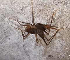 Spelaeiacris tabulae