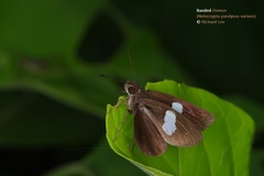 Notocrypta paralysos varians