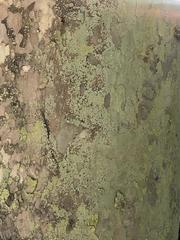 Platanus occidentalis