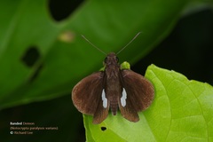 Notocrypta paralysos varians