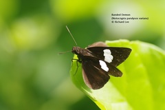 Notocrypta paralysos varians