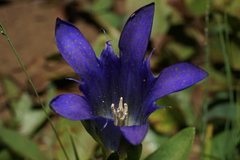 Gentiana newberryi newberryi