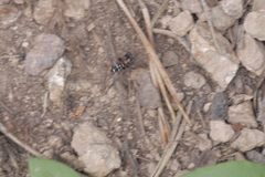 Poecilochroa