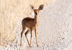 Raphicerus campestris steinhardti