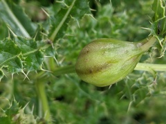 Urophora cardui
