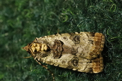 Epilecta linogrisea