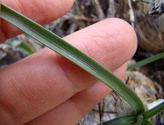 Albuca caudata