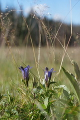 Gentiana newberryi newberryi