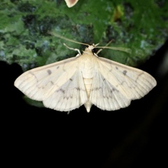 Herpetogramma fluctuosalis