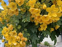 Cassia leptophylla