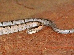 Northern Bark Snake photo 1