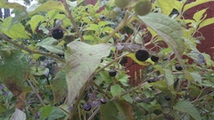 Jaltomata procumbens