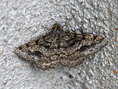 Digrammia gnophosaria