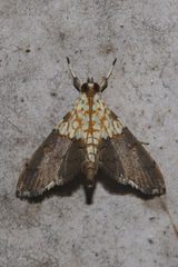 Agrotera basinotata