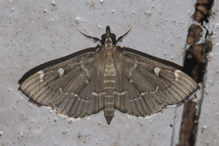 Protonoceras capitalis