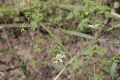 Ceratocapnos