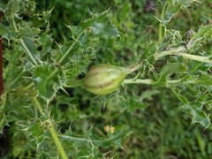 Urophora cardui