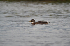 Anas platyrhynchos domesticus