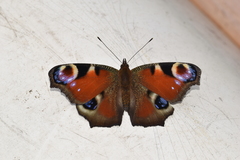 Aglais io