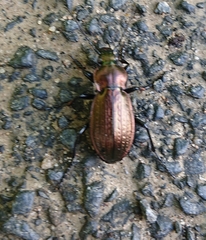 Carabus arvensis