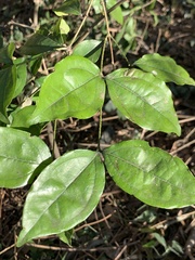 Celtis mildbraedii