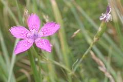 Dianthus deltoides deltoides