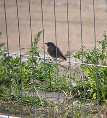 Phoenicurus ochruros