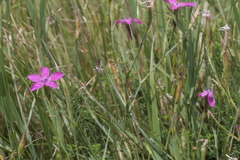 Dianthus deltoides deltoides