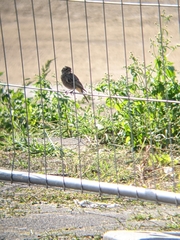 Phoenicurus ochruros