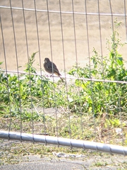 Phoenicurus ochruros