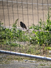 Phoenicurus ochruros