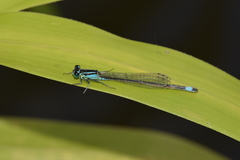 Ischnura elegans