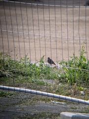 Phoenicurus ochruros