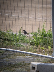 Phoenicurus ochruros