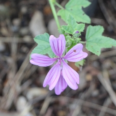 Malva sylvestris