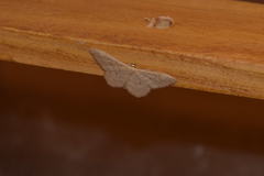 Idaea consanguiberica