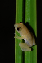 Heterixalus