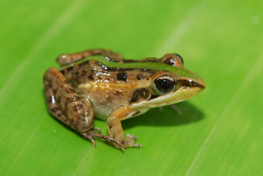 Mascarene Grass Frog
