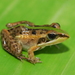 Mascarene Ridged Frog - Photo (c) Philipp, some rights reserved (CC BY), uploaded by Philipp