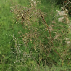 Thalictrum simplex