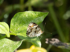 Phyciodes phaon