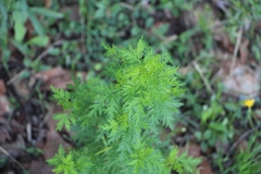 Artemisia annua