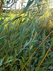 Salix × fragilis vitellina