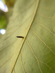 Caryomyia subulata