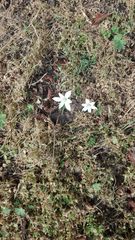 Ornithogalum umbellatum