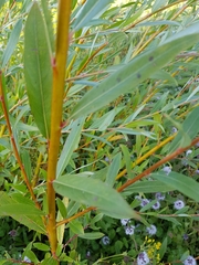 Salix × fragilis vitellina