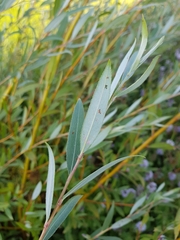 Salix × fragilis vitellina