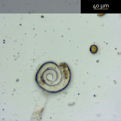 Cornuspira