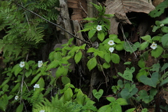 Achimenes occidentalis
