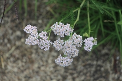 Achillea millefolium